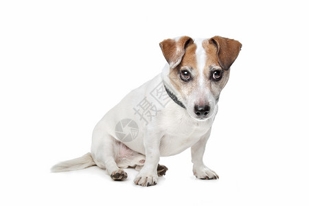 杰克罗塞尔泰瑞尔短腿棕色猎犬犬类白色动物家畜高清图片