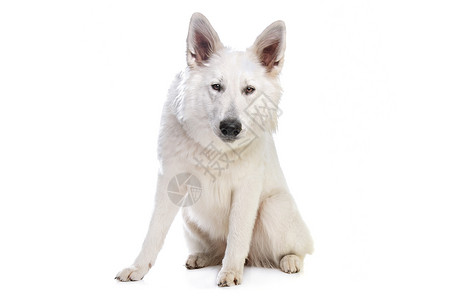 瑞士白牧羊人家畜白色工作室宠物哺乳动物犬类动物高清图片
