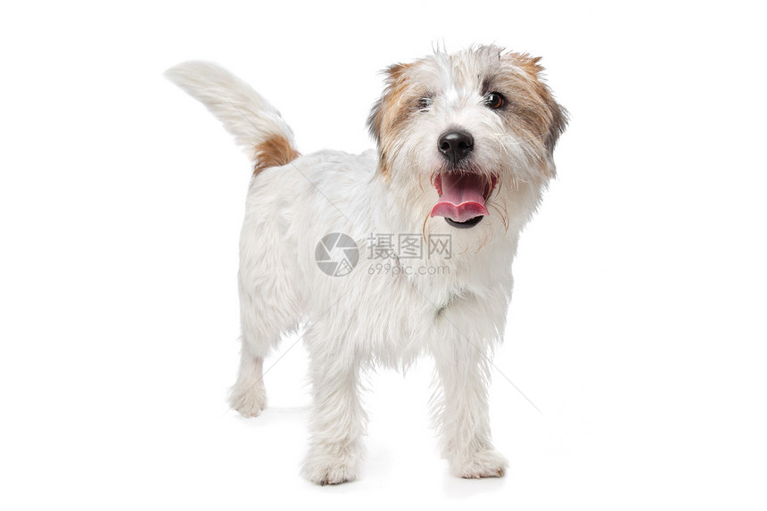 杰克罗塞尔泰瑞尔猎犬家畜棕色短腿白色动物犬类图片