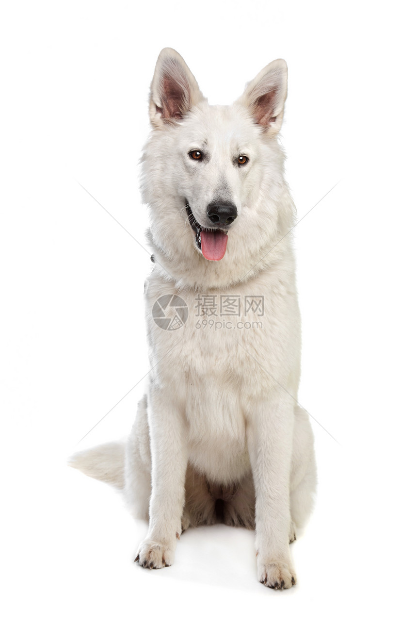 瑞士白牧羊人工作室白色动物犬类宠物哺乳动物家畜图片