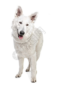 瑞士白牧羊人哺乳动物工作室家畜动物白色犬类宠物背景图片