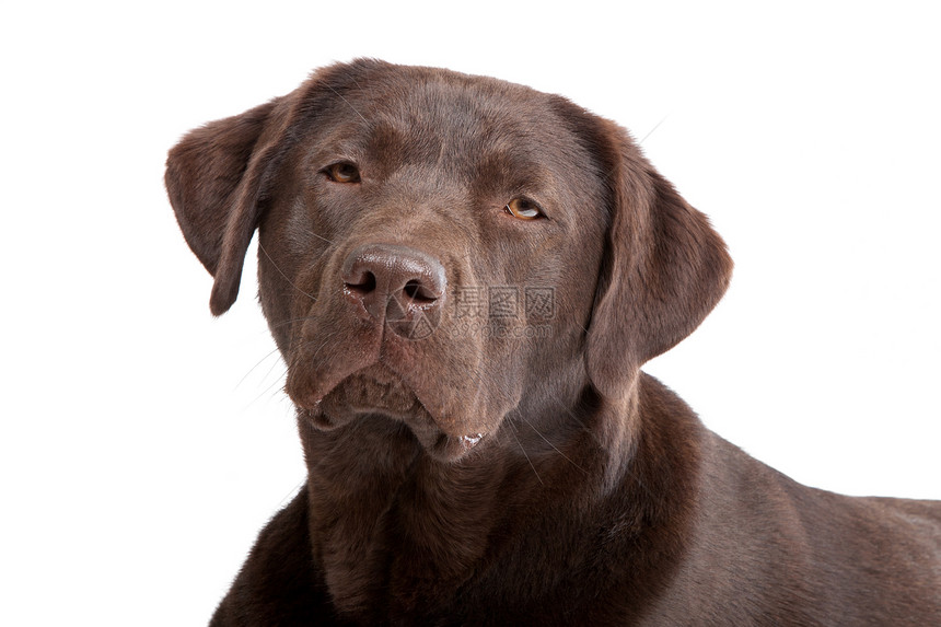 巧克力拉布拉多纯种猎犬棕色白色工作室犬类哺乳动物家养狗家畜宠物图片