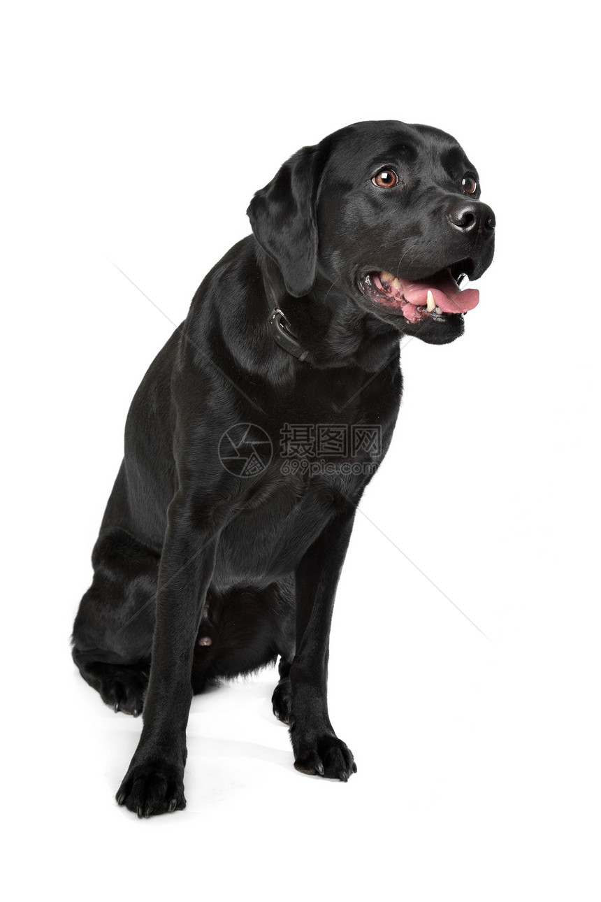 黑拉布拉多动物工作室白色黑色家畜哺乳动物宠物猎犬犬类图片