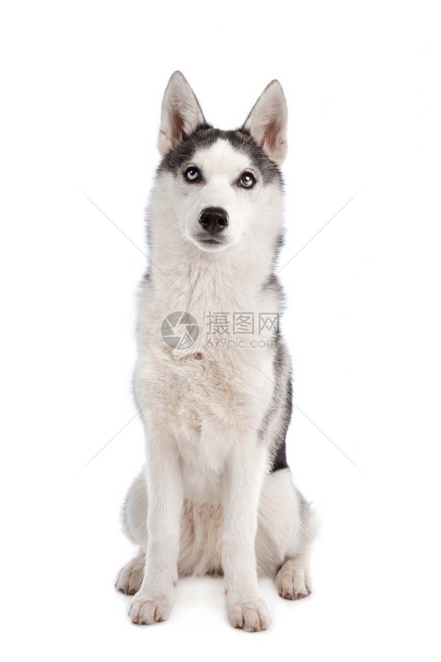 西伯利亚胡斯基小狗宠物白色工作室灰色家畜哺乳动物动物犬类图片