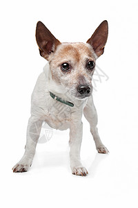 杰克罗塞尔泰瑞尔动物棕色猎犬犬类家畜白色短腿高清图片
