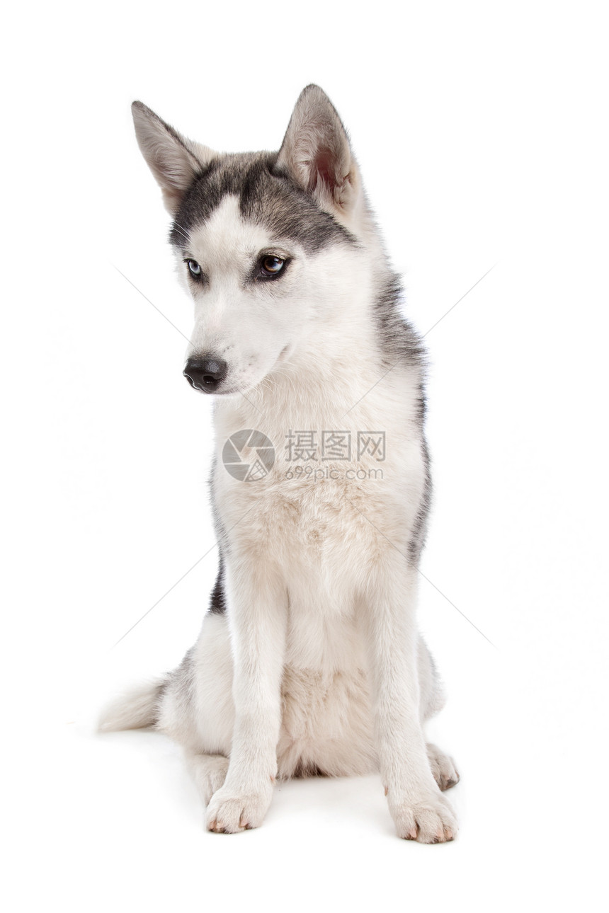 西伯利亚胡斯基小狗犬类哺乳动物宠物白色家畜工作室动物灰色图片