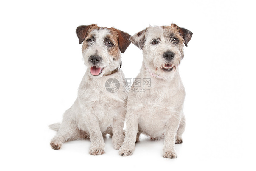 杰克罗塞尔泰瑞尔犬类工作室猎犬哺乳动物棕色宠物白色家畜动物短发图片