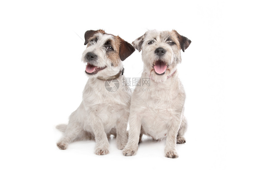 杰克罗塞尔泰瑞尔猎犬棕色宠物哺乳动物家畜白色短发犬类短腿动物图片