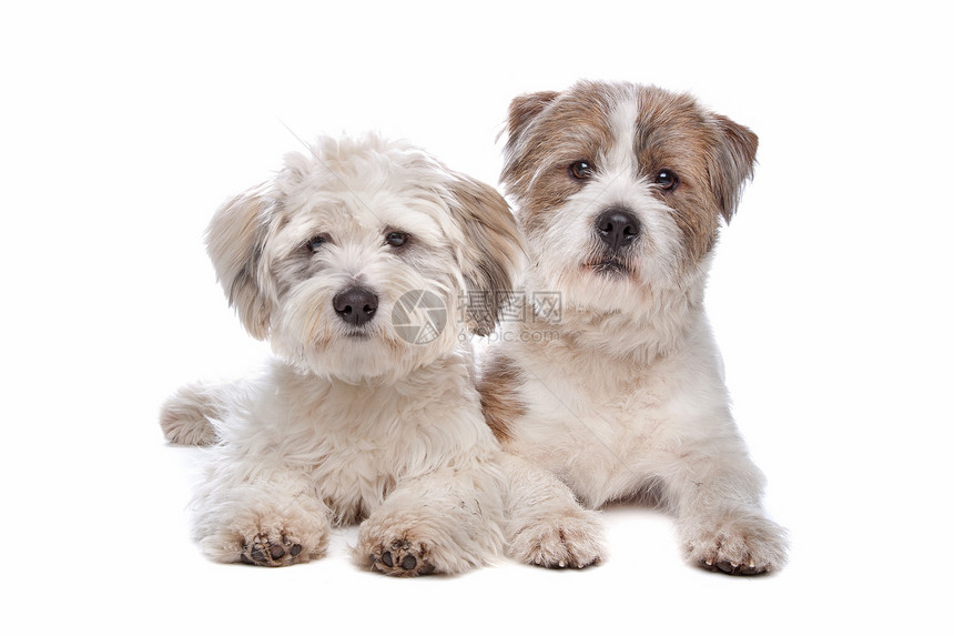 混合品种狗工作室哺乳动物笨蛋家畜犬类白色一代婴儿动物图片