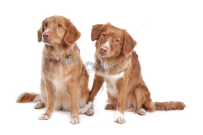 新斯科舍省两家鸭子回收狗新星猎犬夫妻工作室宠物红色小狗哺乳动物收费犬类图片