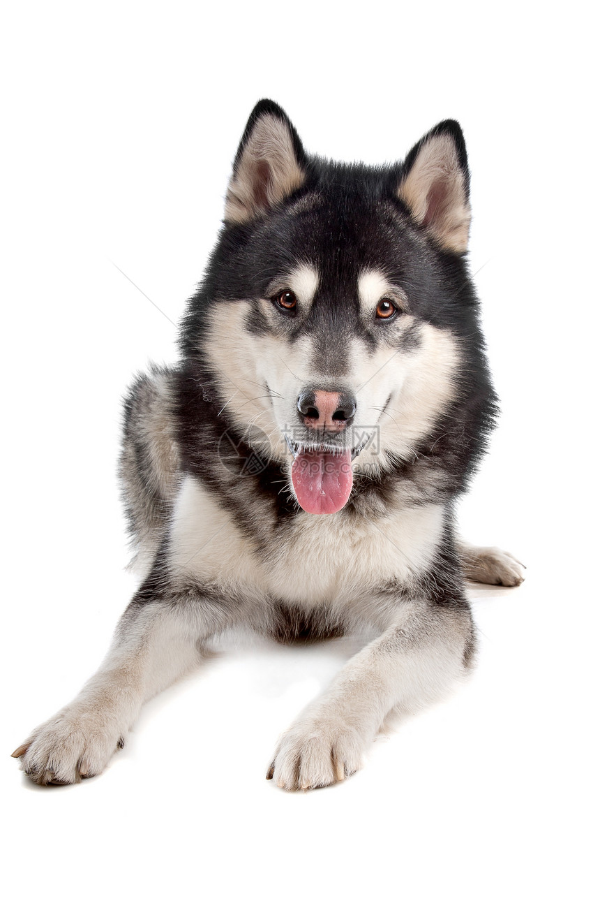 阿拉斯加马拉穆特白色家畜宠物狼狗哺乳动物动物灰色犬类工作室黑与白图片