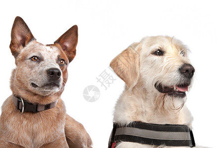 拉布拉多和澳大利亚牛犬玩具绳索夫妻宠物哺乳动物动物朋友们背景图片