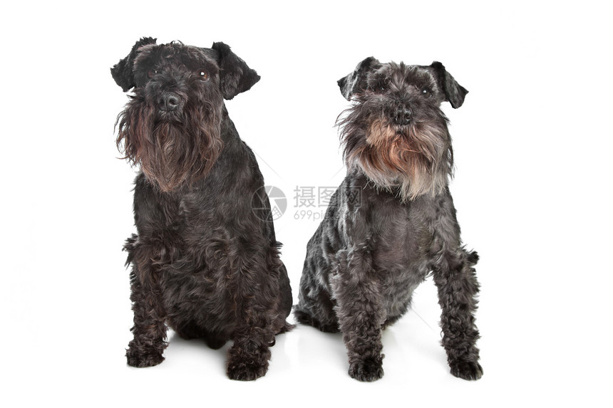 两只迷你Schnautzer狗工作室宠物家畜哺乳动物动物犬类黑色图片