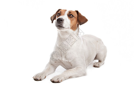 罗塞尔小猎犬棕色和白色高清图片