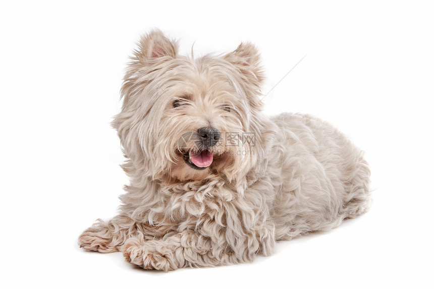 西高地白泰里尔白色工作室宠物动物家畜哺乳动物猎犬犬类图片