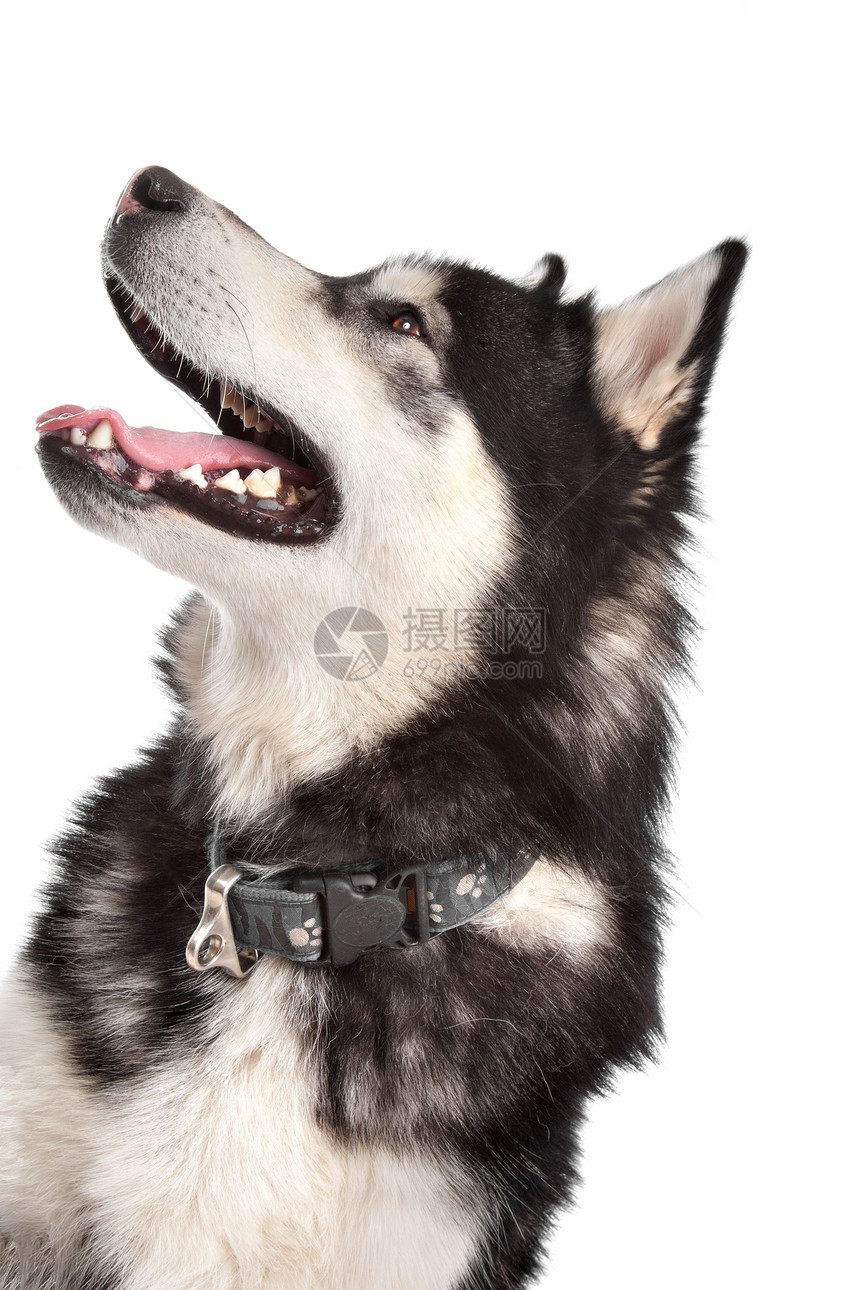 阿拉斯加马拉穆特家畜白色黑与白哺乳动物宠物狼狗灰色动物工作室犬类图片