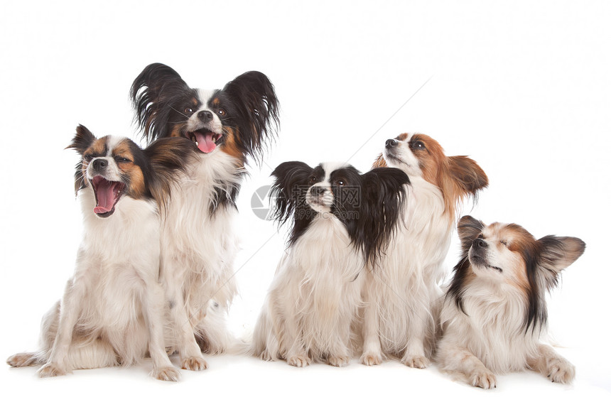 由五只小狗组成哺乳动物工作室动物宠物夫妻犬类白色图片