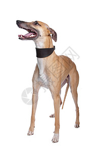 惠斯迪尔白色的惠比特犬高清图片
