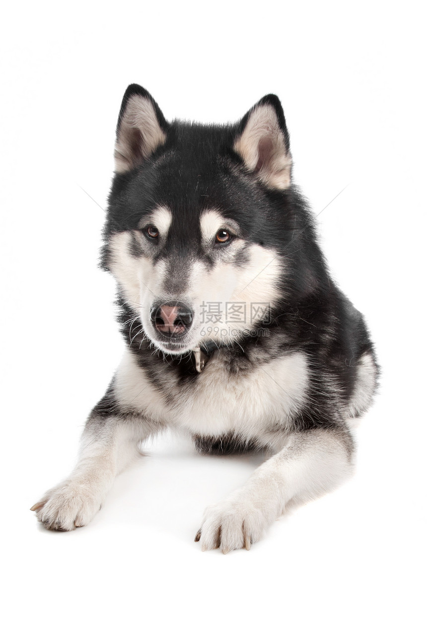 阿拉斯加马拉穆特黑与白动物宠物工作室犬类白色哺乳动物家畜灰色狼狗图片
