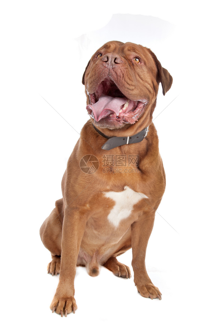 波尔多杜格家畜皱纹糖蜜白色工作室宠物棕色动物犬类獒犬图片