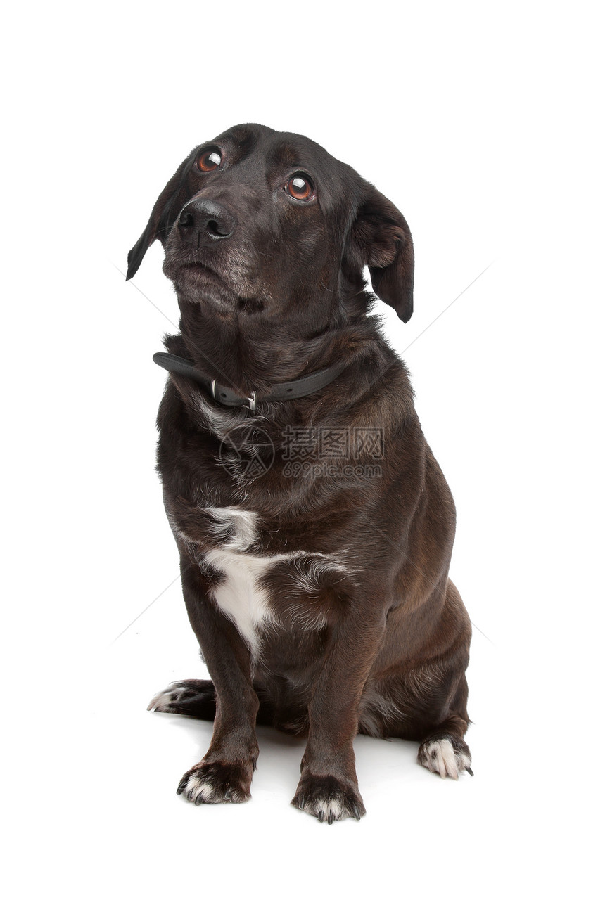 混合品种狗笨蛋白色犬类家畜哺乳动物动物混种工作室图片