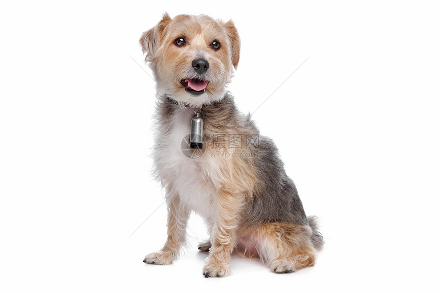 混合品种狗哺乳动物笨蛋家畜猎犬工作室杂交动物犬类白色图片