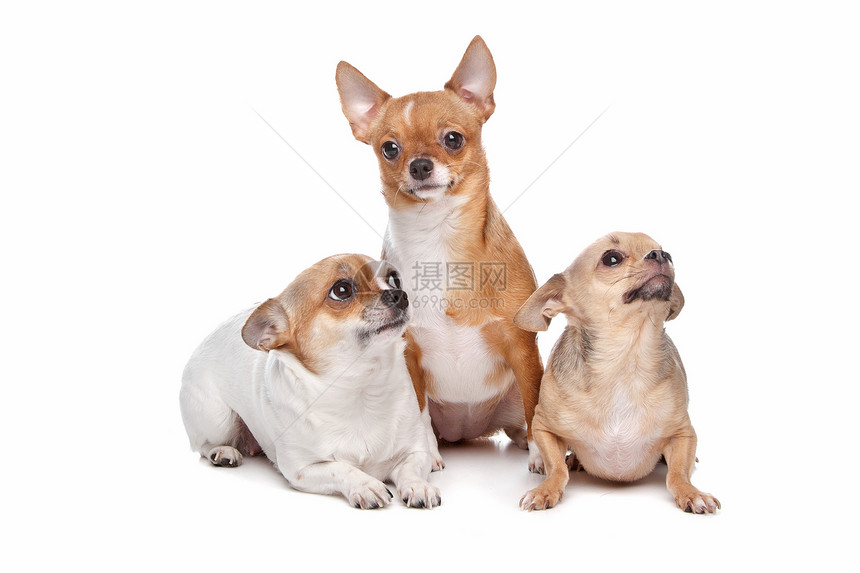 三只吉娃娃狗犬类家畜团体动物小狗工作室白色哺乳动物图片
