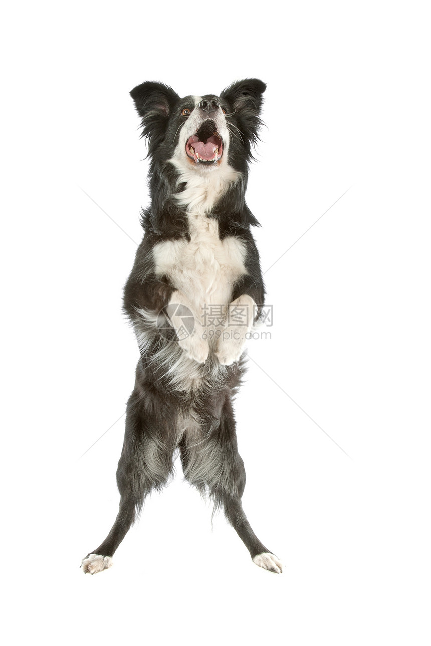 黑白边框牧羊犬羊犬动物宠物哺乳动物图片