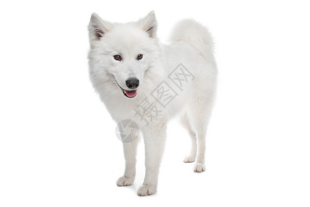 混血狗牧羊犬哺乳动物笑脸动物宠物萨米白色雪橇背景图片