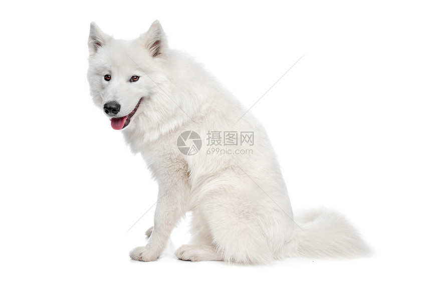 混血狗白色宠物笑脸雪橇哺乳动物犬类牧羊犬动物萨米图片