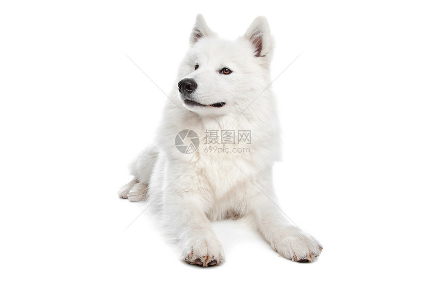 混血狗萨米宠物牧羊犬雪橇笑脸动物哺乳动物白色图片