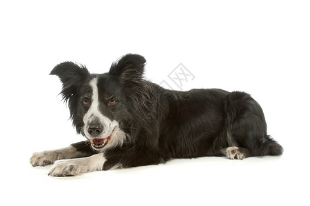 黑白边框哺乳动物羊犬宠物动物牧羊犬背景图片