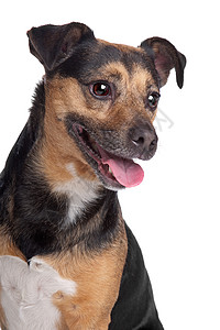 黑色和黑棕色杰克罗塞尔泰瑞尔工作室猎犬犬类纯种狗动物宠物哺乳动物捷运背景图片