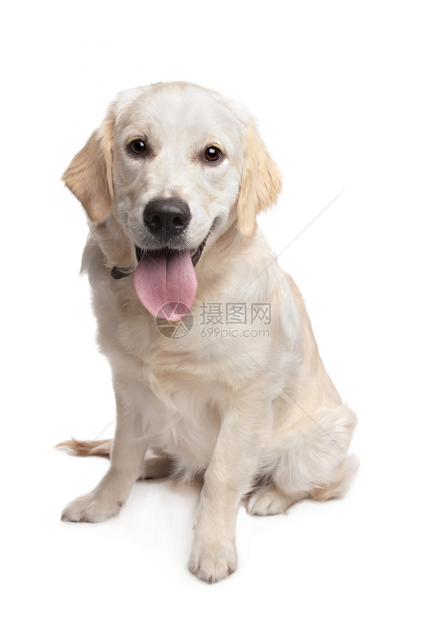 黄金寻金宠物白色家畜猎犬主题犬类褐色动物哺乳动物工作室图片