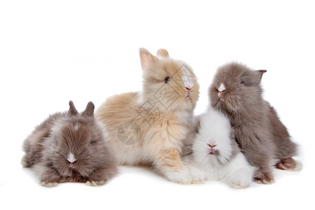 连续四只小兔子兔子动物工作室宠物毛皮哺乳动物团体背景图片