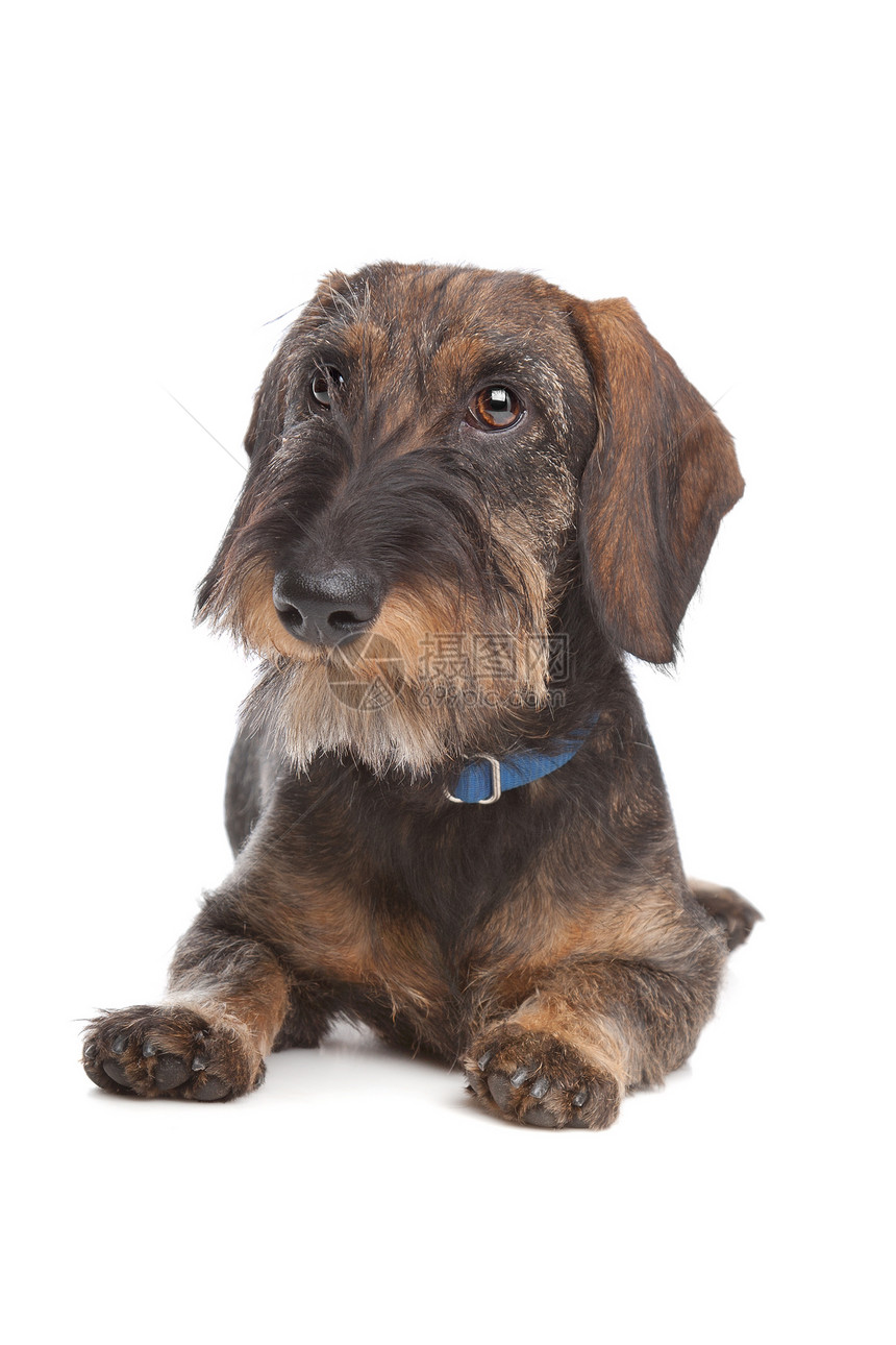 线型发型达赫肖德动物犬类宠物哺乳动物纯种狗小狗工作室图片