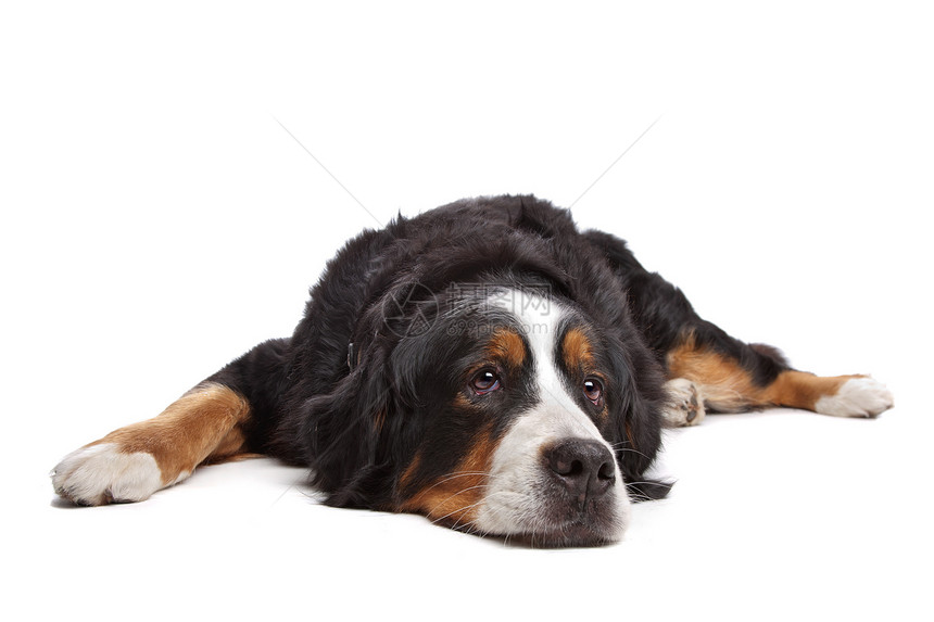 伯尔尼山狗白色黑色犬类脊椎动物工作室哺乳动物宠物棕色睡眠家畜图片