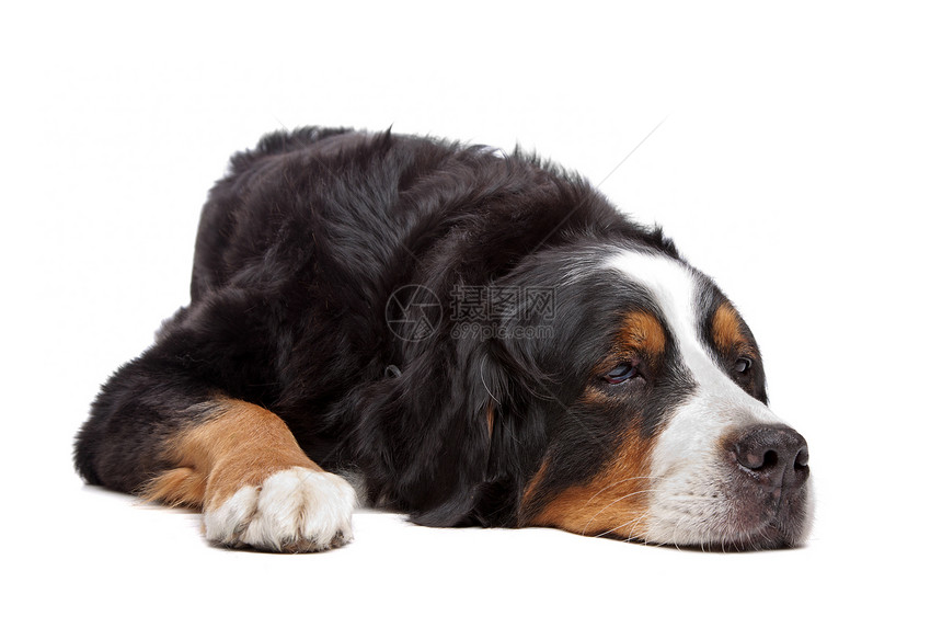 伯尔尼山狗哺乳动物棕色宠物动物白色犬类睡眠脊椎动物黑色工作室图片