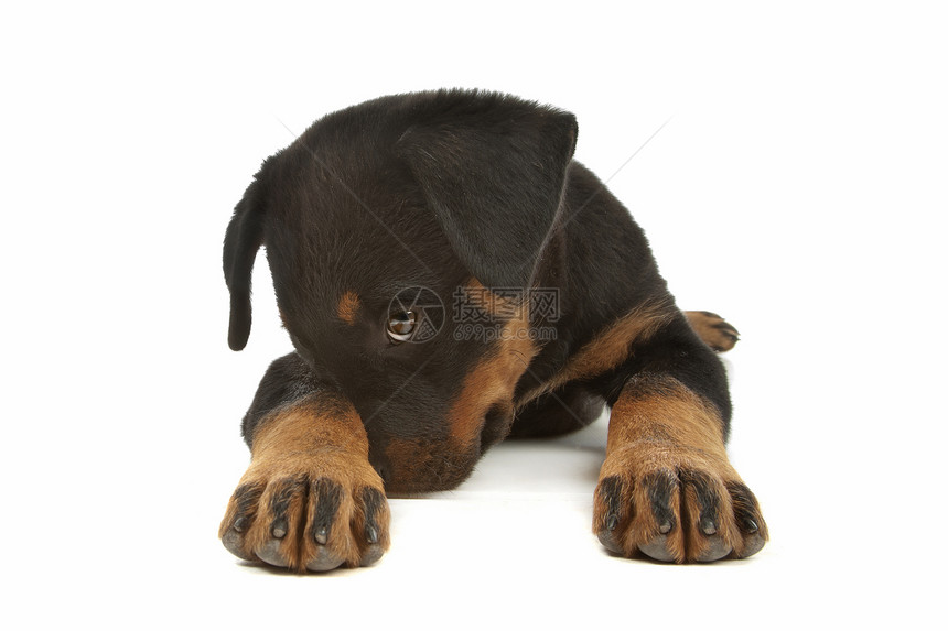 洛特韦勒小狗黑色白色犬类棕色哺乳动物动物工作室纯种狗图片