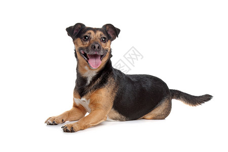 黑色和黑棕色杰克罗塞尔泰瑞尔动物犬类捷运工作室宠物猎犬纯种狗哺乳动物背景图片