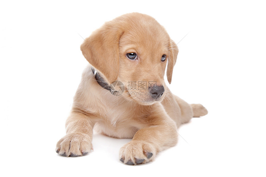 黄色拉布拉多检索小狗工作室宠物哺乳动物白色猎犬动物家畜犬类图片