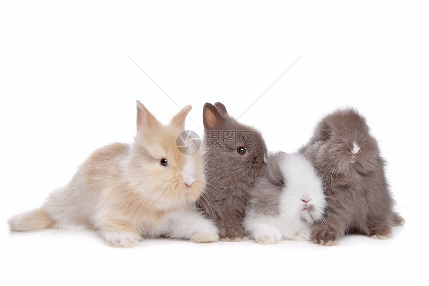 连续四只小兔子毛皮哺乳动物动物宠物团体工作室兔子图片