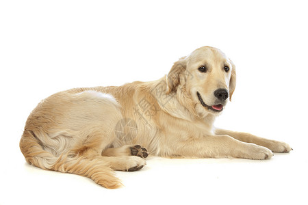 黄金寻金动物黄色工作室哺乳动物纯种狗宠物犬类猎犬高清图片
