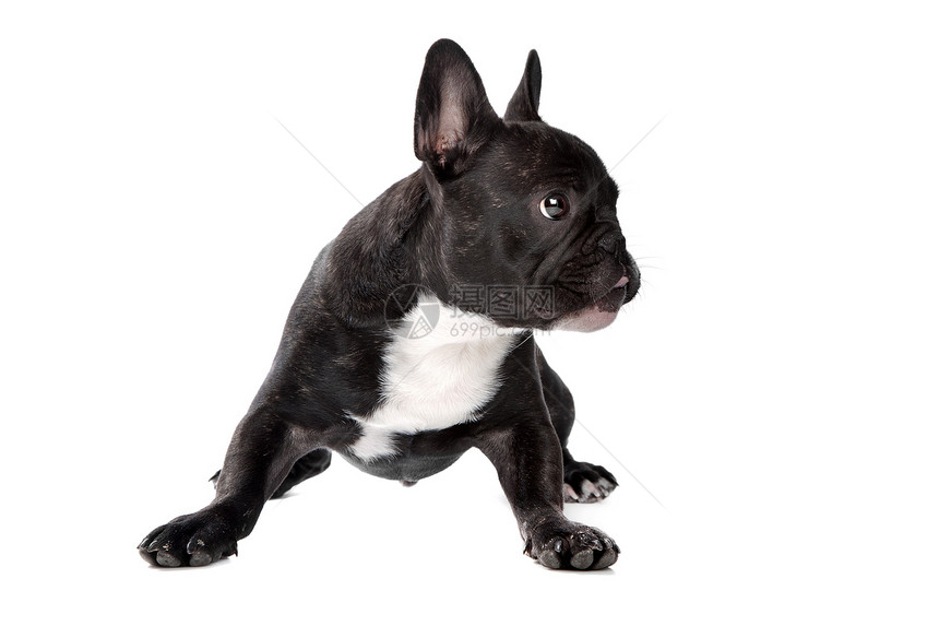 黑白法国斗牛犬纯种狗工作室动物犬类宠物哺乳动物图片