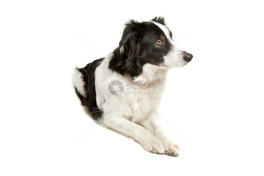 黑白边框牧羊犬哺乳动物动物羊犬宠物图片