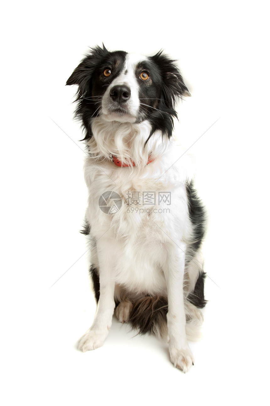 黑白哺乳动物羊犬宠物动物牧羊犬图片