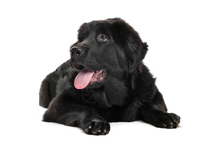 黑藏马斯特夫小狗犬类黑色动物白色家畜主题背景图片