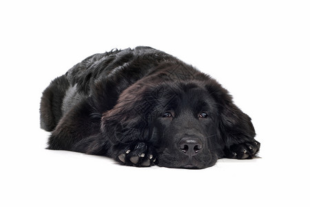 黑藏马斯特夫小狗犬类动物黑色主题白色家畜背景图片