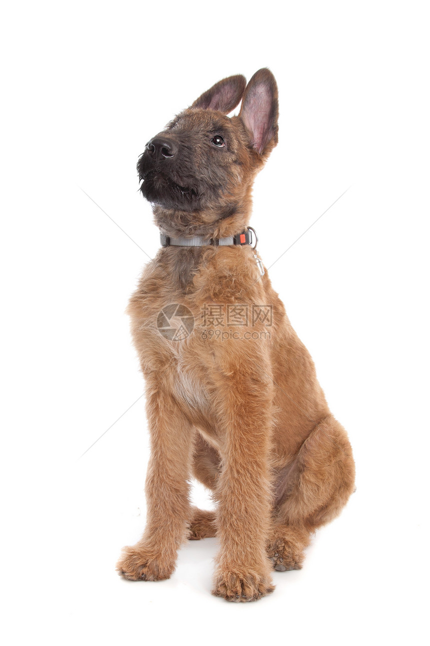比利时牧羊犬 Laekenois宠物棕色动物哺乳动物小狗图片
