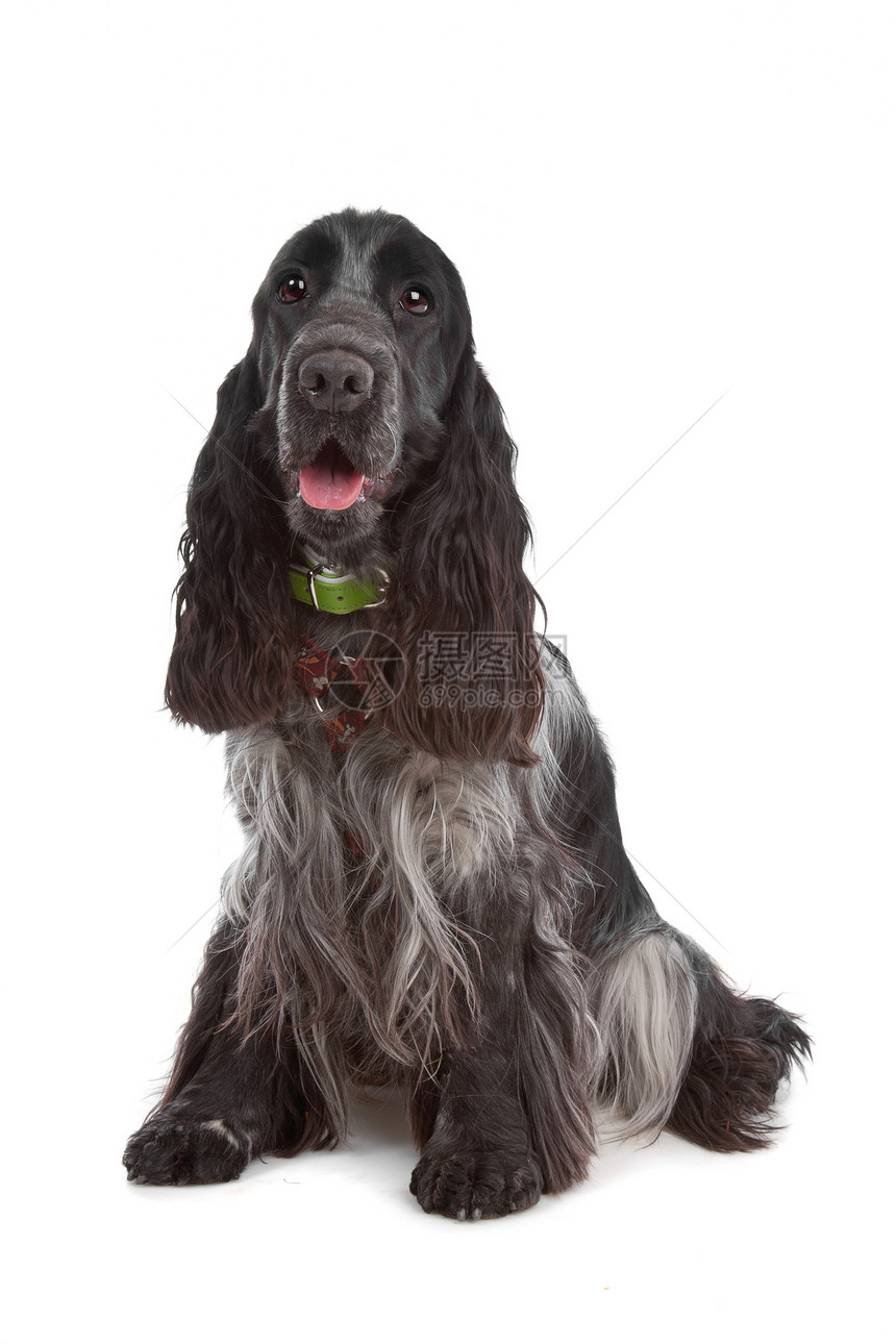 英国斯科式Spaniel狗哺乳动物宠物动物黑色卡犬图片
